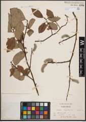 Foto von Salix caprea L.